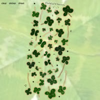 Field of Clovers