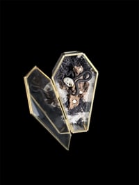 Image 1 of Glassarg mit echtem Hamsterschädel & Mensch. Zahnfragmenten