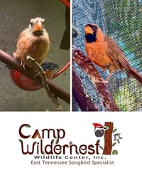 Image 5 of 2026 Birds of the World Mini Calendar