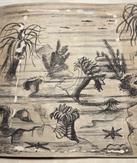 Image 2 of Wonders Of Sea Life a vintage King Penguin book