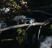 Image 2 of Turquoise & Silver