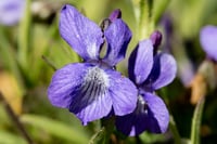 Marlene custom order - from naturescaping meeting