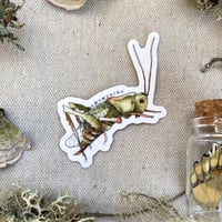 meadow katydid sticker
