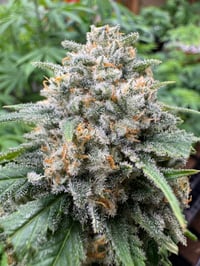 Image 1 of MOG Seed's ~ Lost Skunk