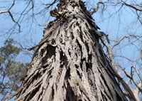 Early Winter Ecology walk / December 21st, 2025