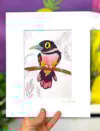 Image 1 of Beautiful Broadbill Illustration