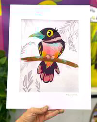 Image 2 of Beautiful Broadbill Illustration