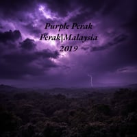 Purple Perak (2019 Wild Perak)
