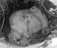 (yumi)(no)(MONOGURUI)(ii): (YUMI(NO)GOSUTO vs. YUEGHURU(ii))(i:ii)(924)