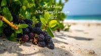 Nha Classic (2022 Wild Nha Trang)