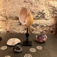 Image 8 of Coquillage Tonna Galea sur socle en bois tourné noirci Napoléon III -  Cabinet de curiosités 