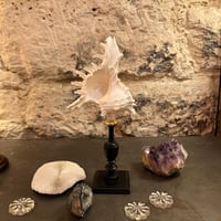 Image 10 of Coquillage Murex sur socle en bois tourné noirci Napoléon III fin XIXe -  Cabinet de curiosités 