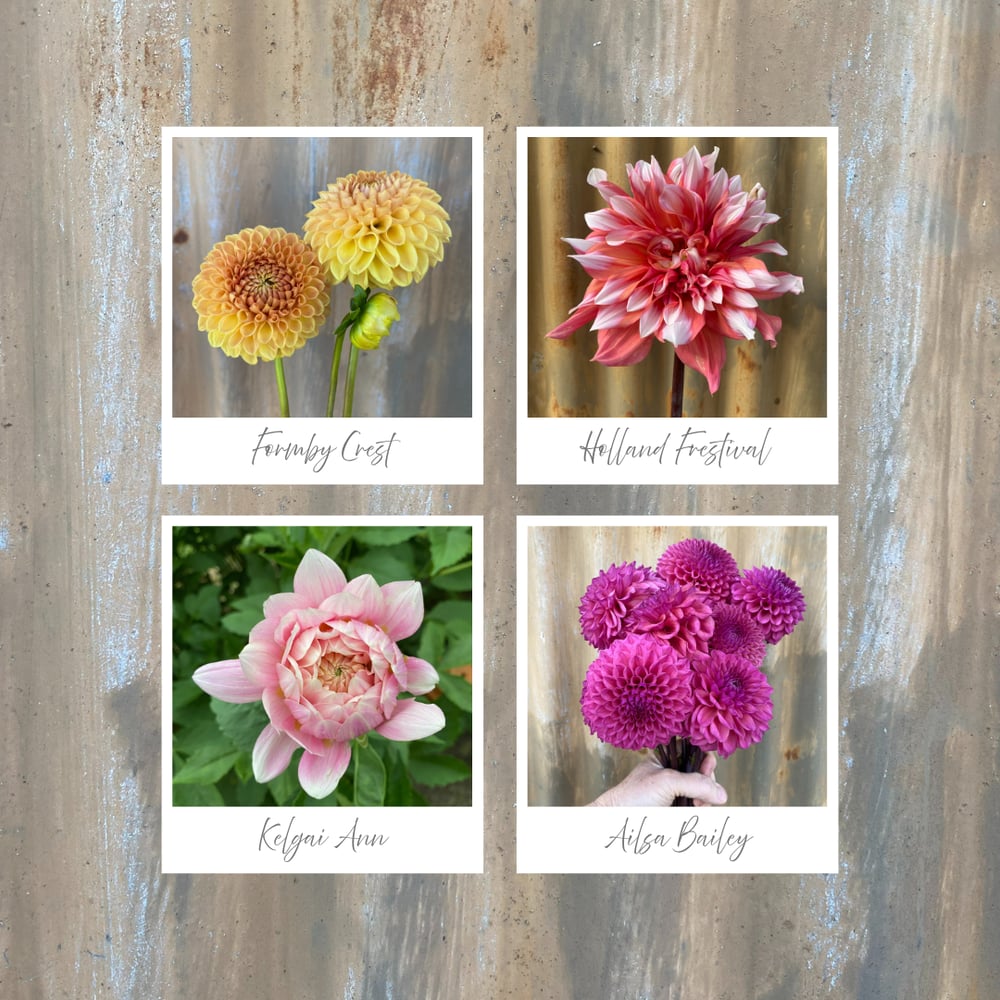 Image of Dahlia Tubers