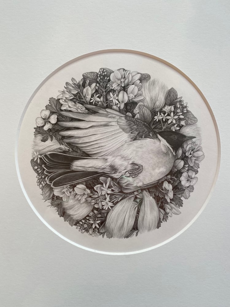 Image of In the Cottongrass