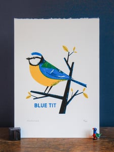 Image of Blue Tit