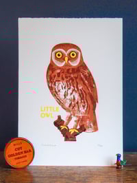 Image 1 of Little Owl
