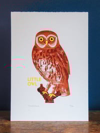 Image 2 of Little Owl