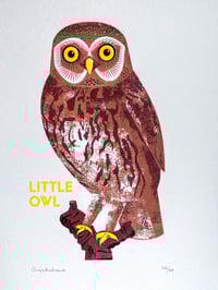Image 3 of Little Owl