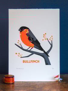 Image of Bullfinch