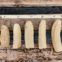Luffa Sponges