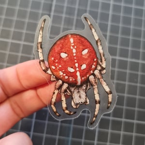 Araneus quadratus Sticker - translucent background