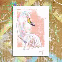 Image 1 of Whooper swan- Fine Art print at A4 and A5