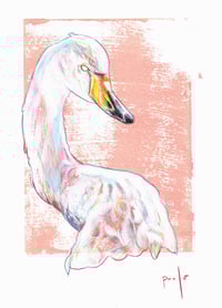 Image 2 of Whooper swan- Fine Art print at A4 and A5