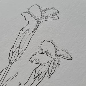 Coloring card - Fringed gentian