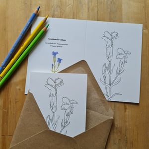 Coloring card - Fringed gentian