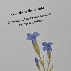 Coloring card - Fringed gentian