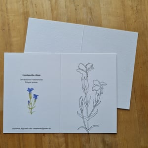 Coloring card - Fringed gentian