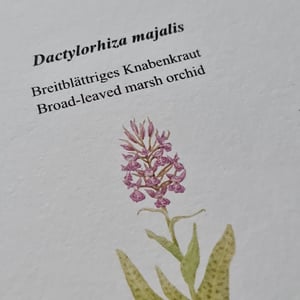 Coloring card - Broad-leaved marsh orchid