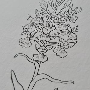 Coloring card - Broad-leaved marsh orchid