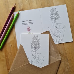 Coloring card - Broad-leaved marsh orchid