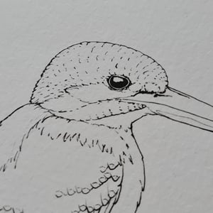 Coloring card - Kingfisher