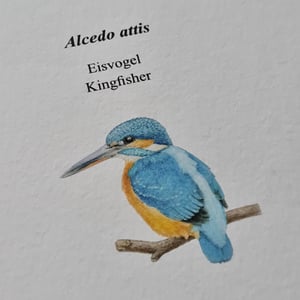 Coloring card - Kingfisher