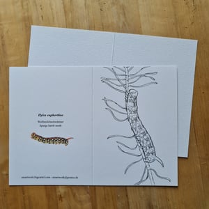 Coloring card - Spurge hawk-moth