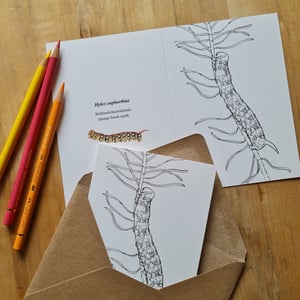 Coloring card - Spurge hawk-moth