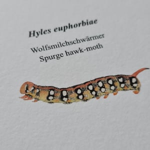 Coloring card - Spurge hawk-moth