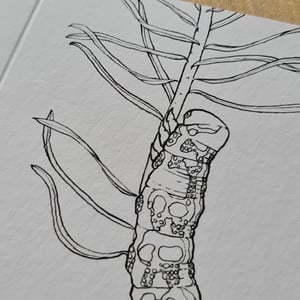 Coloring card - Spurge hawk-moth