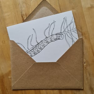 Coloring card - Spurge hawk-moth