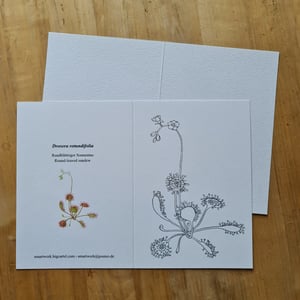 Coloring card - Round-leaved sundew