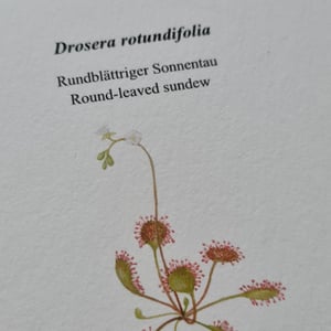 Coloring card - Round-leaved sundew