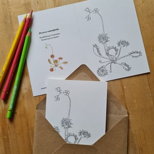 Coloring card - Round-leaved sundew