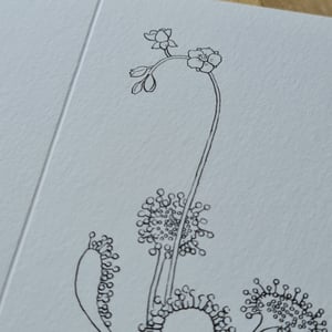 Coloring card - Round-leaved sundew