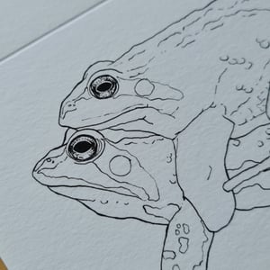 Coloring card - Moor frog