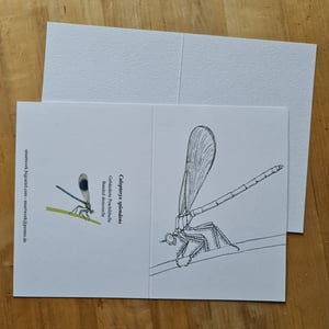 Coloring card - Banded demoiselle