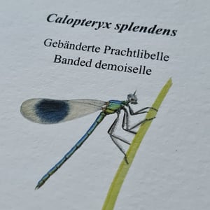 Coloring card - Banded demoiselle