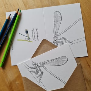 Coloring card - Banded demoiselle