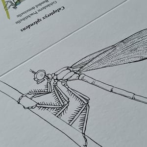 Coloring card - Banded demoiselle